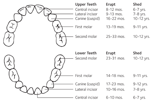 Tooth Chart